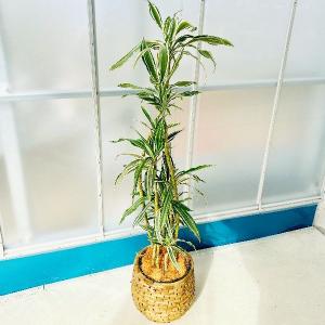 おしゃれ 観葉植物：ドラセナ ワーネッキー*鉢カバー シュロ皮 大型佐川便配送｜y-bonsai