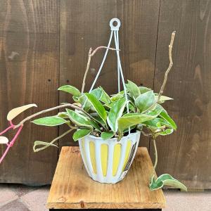 ヒメモンステラ吊り下げ式観葉植物一点物 ヒメモンステラ吊り下げ式観葉植物一点物