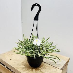 観葉植物：ドラセナ コンパクタ*8号プラポット 大型ヤマト便配送