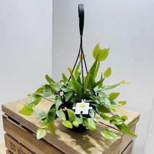 観葉植物：リプサリス ラムローサ*7号吊り鉢 : 遊恵盆栽 Yahoo!店