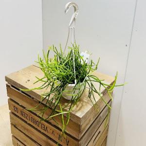 おしゃれ 観葉植物：リプサリス パラドクサ*5号 吊り鉢 : 遊恵盆栽