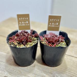 観葉植物：クラッスラ ウンベラ*ワインカップ : 遊恵盆栽 Yahoo!店