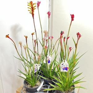 日本花キ流通 予約販売 カンガルーポー クリスタル アニゴザントス 5号
