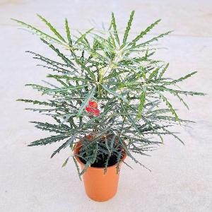 超特良！盆栽仕立て オリーブ 観葉植物 シンボルツリー 超特良！盆栽仕立て オリーブ 観葉植物 シンボルツリー 超特良 盆栽