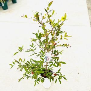 おしゃれ 観葉植物 蘭：グラマトフィラム スクリプタム ヒヒマヌ 流木