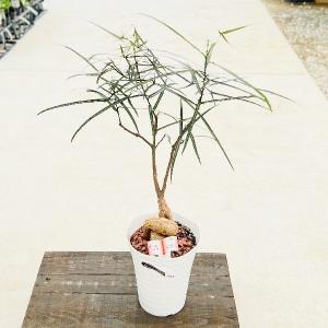 ボトルツリーの商品一覧 通販 Yahoo ショッピング