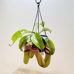 希少品種　観葉植物　食虫植物：ウツボカズラ　ネペンテス　ベントリコーサ(レッド)×トランカータ交配種　吊り鉢*5号｜y-bonsai