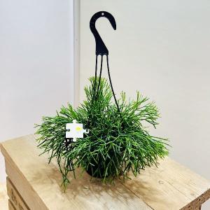 おしゃれ 観葉植物：ホヤ シェパーディ*吊り鉢 5号 : 遊恵盆栽 Yahoo