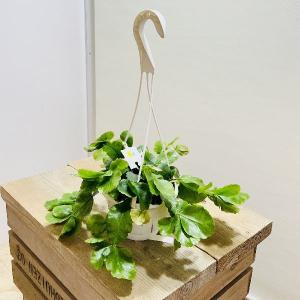 観葉植物：フペルジア グリーンゴエベリー*吊り鉢 Huperzia シダ植物