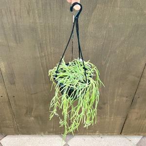 おしゃれ 観葉植物：ホヤ シェパーディ*吊り鉢 5号 : 遊恵盆栽 Yahoo