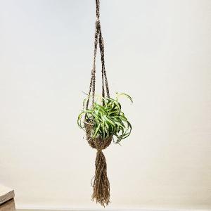 おしゃれ 観葉植物：エピフィラム レッドチップ*5号 吊り鉢 : 遊恵盆栽