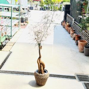 ボトルツリー 花言葉 観葉植物 の商品一覧 花 ガーデニング 通販 Yahoo ショッピング