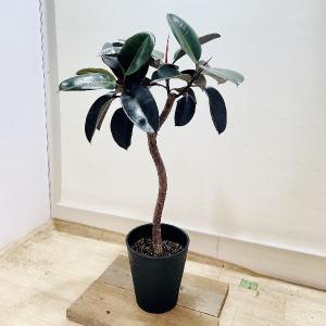 おしゃれ　観葉植物：フィカス バーガンディ 鉢植え*セラアート　大型ヤマト便配送｜y-bonsai