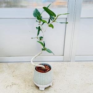 観葉植物：フィカス ベンジャミン レジナルド*プラポット : 遊恵盆栽