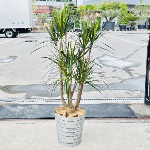 おしゃれ　観葉植物：ドラセナ　コンシンネ　マゼンダ*バケツ鉢カバー　麻布　大型佐川便配送｜y-bonsai