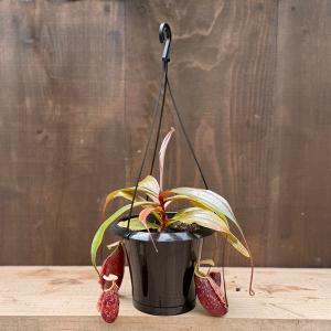 希少品種 観葉植物 食虫植物：ウツボカズラ ネペンテス ブラック