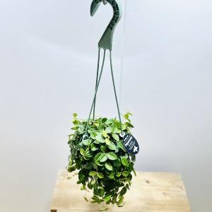 観葉植物：アスプレニウム パーバディ*7号吊り鉢 : 遊恵盆栽 Yahoo!店
