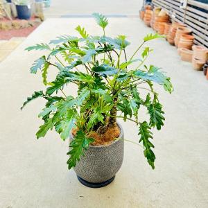 おしゃれ　観葉植物：クッカバラ*鉢植え　受皿付　ココヤシ　大型佐川急便｜y-bonsai