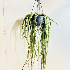 おしゃれ 観葉植物：フィロデンドロン コブラ*5号吊り鉢 : 遊恵