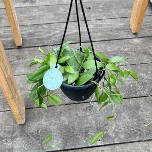 観葉植物：モンステラ エスケレート*5号 吊り鉢 Monstera esqueleto