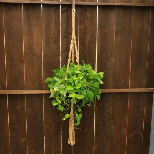 おしゃれ 観葉植物：バンクシア アエムラ*ウォールム バンクシア 大型
