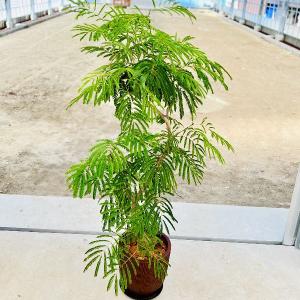 おしゃれ　観葉植物：ネムノキ　エバーフレッシュ*鉢植え　受皿付　大型佐川急便　現品｜y-bonsai