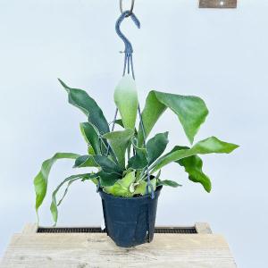 おしゃれ　観葉植物：ビカクシダ　コウモリラン　ネザーランド*5号　吊り鉢