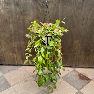おしゃれ 観葉植物:エピフィラム グアテマレンシス*5号 吊り鉢 おしゃれ 観葉植物:エピフィラム グアテマレンシス*5号 吊り鉢