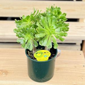 おしゃれ 観葉植物：ザミア フロリダーナ*6号プラポット : 遊恵盆栽