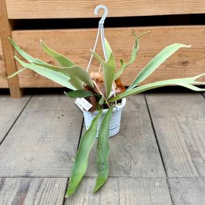 観葉植物：フペルジア スクアローサ*4号吊り Huperzia : 遊恵盆栽