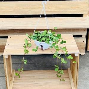 おしゃれ 観葉植物：ペペロミア　ホープ*Peperomia Hope 吊り鉢 6号｜y-bonsai
