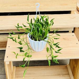 ポトス テルノ プレシャス 5号吊り鉢｜観葉04-PA : 赤塚植物園ヤフー店