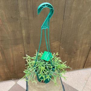 おしゃれ 観葉植物：フィロデンドロン コブラ*5号吊り鉢 : 遊恵