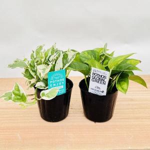 観葉植物　シェフレラムーンドロップ　抜き苗 観葉植物：シェフレラ ムーンドロップ*5号 プラポット : 遊恵盆栽
