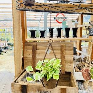 観葉植物：フペルジア グリーンゴエベリー*吊り鉢 Huperzia シダ植物