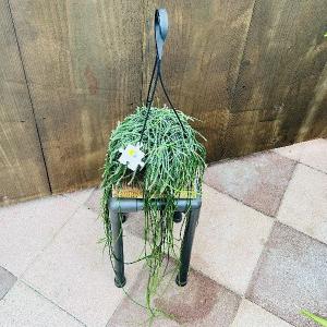 おしゃれ 観葉植物：リプサリス ホリダ*5号 吊り鉢 : 遊恵盆栽 Yahoo