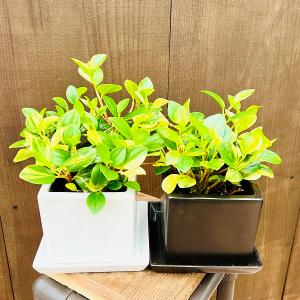 観葉植物：ポリシャス ロベル*7号セラアート鉢 受皿付 バークチップ