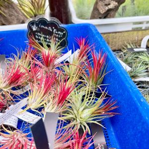 おしゃれ 観葉植物 エアープランツ:チランジア...の詳細画像1