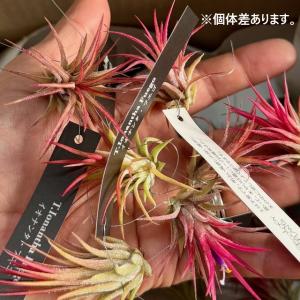 おしゃれ 観葉植物 エアープランツ:チランジア...の詳細画像3