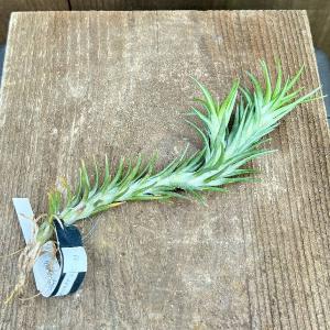 おしゃれ 観葉植物 エアープランツ：チランジア ガルドネリ*エア