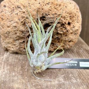 観葉植物 エアープランツ：チランジア ストラミネア ディープパープル