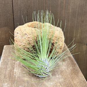 観葉植物：特大チランジア キセログラフィカ*現品 エアープランツ 銀葉