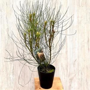 バンクシア バウエリ 4号 バンクシア・バウエリー 4号ロングスリット鉢 | | ネイティブ