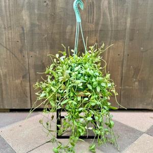 観葉植物：ドラセナ ゴールディアナ*ゴルディアーナ 5号 プラポット