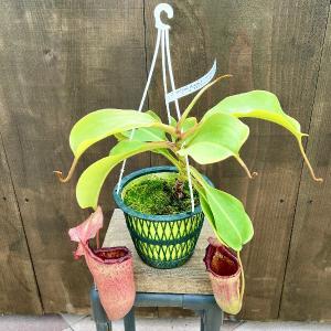 希少品種 観葉植物 食虫植物：ウツボカズラ ネペンテス ベントリコーサ