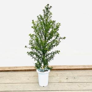 おしゃれ 観葉植物 鉢花：セアノサス*7号　カリフォルニアライラック　大型ヤマト便