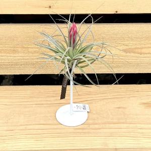 作業台：八木光作 傾斜式手入れ作業台 *資材 : 遊恵盆栽 Yahoo!店