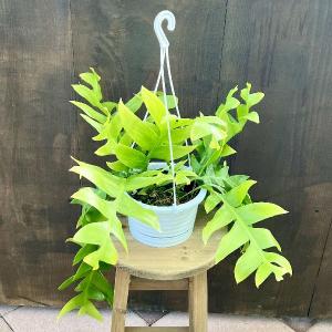 おしゃれ　観葉植物：エピフィラム クリソカルディウム*5号　吊り鉢｜y-bonsai