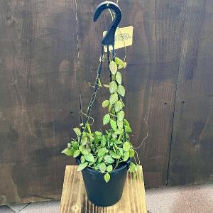 おしゃれ 観葉植物：フィロデンドロン コブラ*5号吊り鉢 : 遊恵