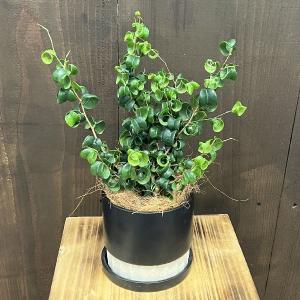 観葉植物：モンステラ エスケレート*5号 吊り鉢 Monstera esqueleto